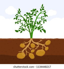 Potato With Leaves And Roots In Soil, Fresh Organic Vegetable Garden Plant Growing Underground, Cartoon Flat Vector Illustration.