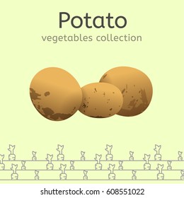The potato on a light background. Vegetables collection. Vector illustration