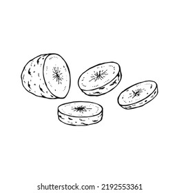 Potato outline. Hand drawn vector illustration. Farm market product, isolated vegetable.