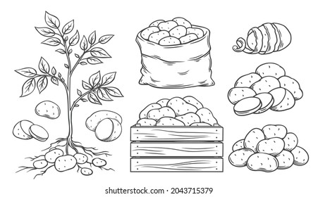 Conjunto de iconos de contorno de papa. Papas de raíces enteras, verduras en saco y en caja, grabadas en monocromo. Ilustración vectorial de las hortalizas de cosecha.