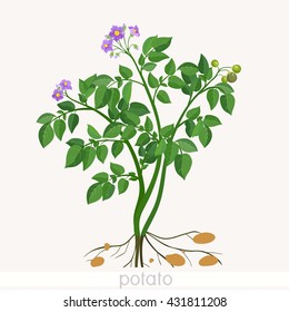Potato plant