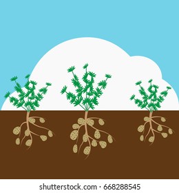 Potato plant