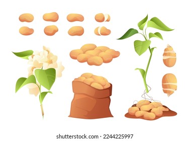 Potato plant. Colorful cultivated tuberous crop with roots, leaf and flower, tuber bloom bush vegetables in bag and box. Vector isolated set of plant vegetable potato illustration