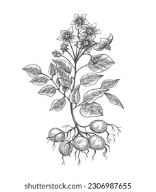 Potato plant engraving. Growth potatoe plants vegetable illustration with flowers leaves tubers and roots engrave stamping, potatoes planting cultivation black drawing sketch