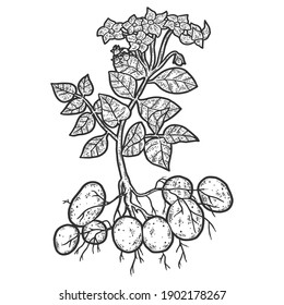 Potato plant. Engraving vector illustration. Sketch scratch.