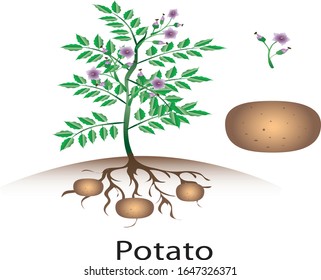 Potato plant, fresh vegetable - Vector