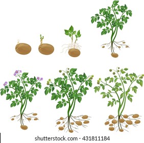 Potato Plant Growth Cycle