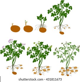 Potato Plant Growth Cycle