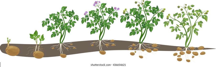 Potato Plant Growth Cycle