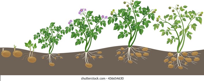 Potato Plant Growth Cycle