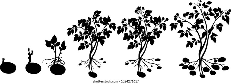 Potato plant growth cycle with silhouettes of plants