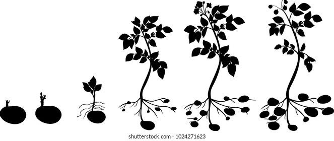 Potato plant growth cycle with silhouettes of plants