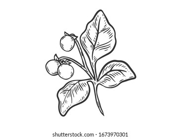 Potato plant. Hand drawn potatoes plant vector illustration isolated on white background.