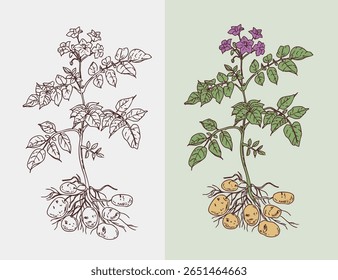 Planta de batata, ilustração de vetor desenhada à mão