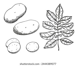 Potato plant ink sketch hand drawn fruit, leaf, potato slice. Vector illustration on isolated background. Drawing sweet fresh engraved vegetable, design element for food ingredient, agriculture