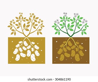 potato plant with leaves and tubers