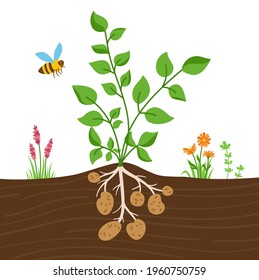 Planta de papa con tubérculos de hojas ilustraciones. Plantando papas. Inflorescencia infográfica agrícola y hoja. Hojas vegetales orgánicas en el suelo. Vector de alimentos agrícolas