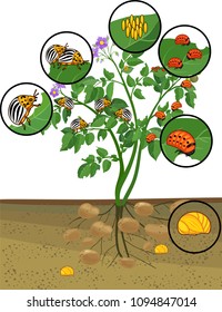 Potato plant with root system and different stages of development of Colorado potato beetle or Leptinotarsa decemlineata