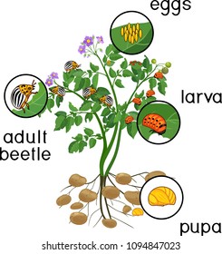 Potato plant with root system and different stages of development of Colorado potato beetle or Leptinotarsa decemlineata