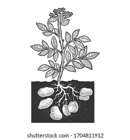 Potato Plant Root Vegetable Sketch Engraving Vector Illustration. T-shirt Apparel Print Design. Scratch Board Imitation. Black And White Hand Drawn Image.