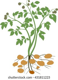 Potato plant silhouette