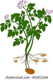 Potato plant silhouette