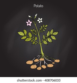 Potato plant (Solanum tuberosum). Hand drawn botanical vector illustration