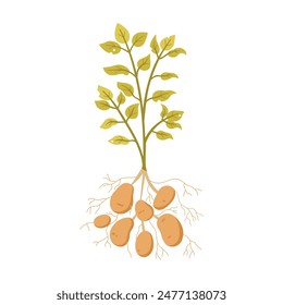 Potato plant with tuber harvest, roots, green leaves on stem vector illustration