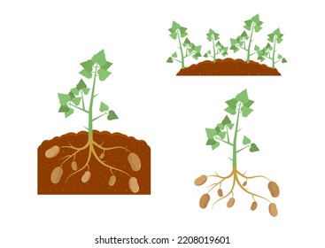 Potato Plant and Potato Plant under the Ground