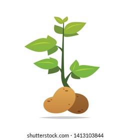 Potato Plant Vector Isolated Illustration