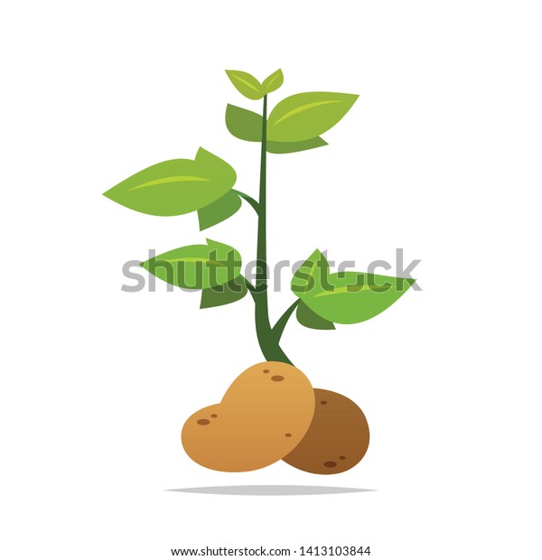 Potato Plant Vector Isolated Illustration Stock Vector Royalty Free 1413103844 2108