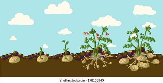 Potato Plant / Vintage Illustration