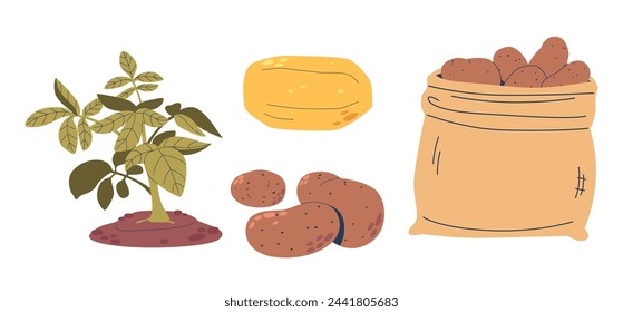 Potato Plants Solanum Tuberosum Are Cultivated For Their Starchy Tubers, Used In Various Cuisines Worldwide