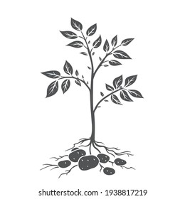 Potato plants with tubers. Glyph icon, vector cut monochrome badge of farm plant potatoes in retro style.