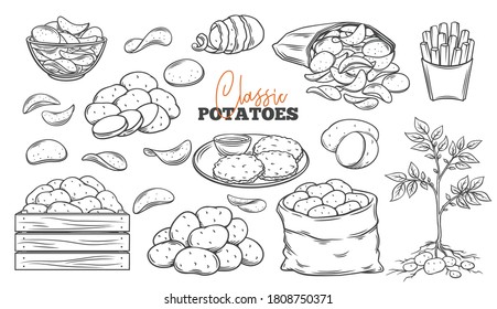 Potato products outline icons set. Engraved drawn monochrome chips, pancakes, french fries, whole root potatoes for farm market and shop design. Vector illustration of harvest vegetables.