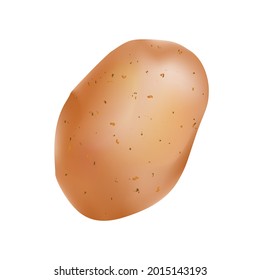 Potato in realism style vector illustration isolated on white background.
