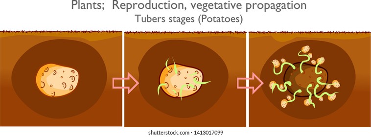 14,668 Reproduction Of Drawing Images, Stock Photos & Vectors ...