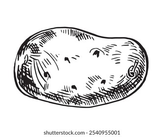 Raíz de patata vegetal dibujado a mano. Boceto de dibujo a tinta aislado. 