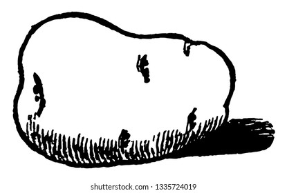 Potato is root vegetable used in making various dishes, vintage line drawing or engraving illustration