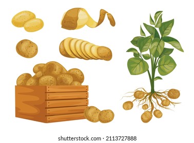 Potato set. Bright vector collection of colorful potatoes. Potatoes in a box, harvesting, potatoes bloom.
