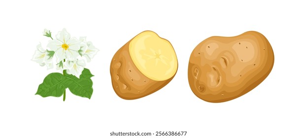 Potato set. Fresh raw whole potato, cut in half and flowering plant. Vector cartoon illustration. 