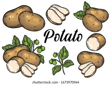 Juego de papas. Dibujo vectorial de patatas dibujadas a mano aislado en fondo blanco.