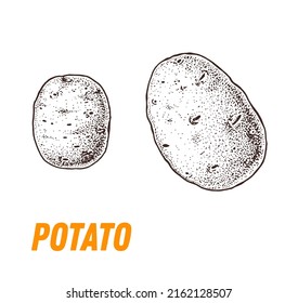 Potato sketch, hand drawn vector illustration. Engraved image. Sketch food illustration. Vegetable hand drawn.