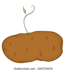 A potato with a sprout growing out of it.  Transparent background in vector file.