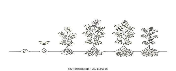 potato stage growth, growing potatoes line art, black line vector illustration