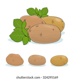 Potato, Three Different Kinds of Potatoes, Vegetable Praties  Isolated on White Background, Edible Fruit, Vector Illustration