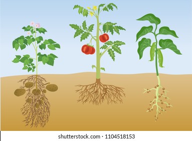 Potato, Tomato and Nut Plants Vector Illustration
