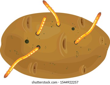Potato tuber damaged by wireworms (larva of Click-beetle) isolated on white background