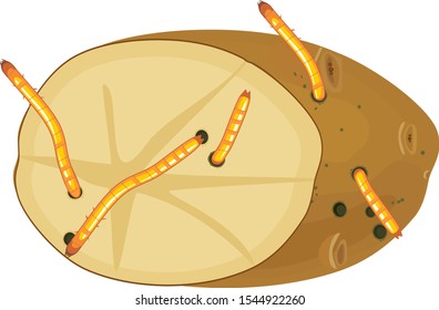 Potato tuber damaged by wireworms (larva of Click-beetle) isolated on white background