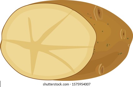 Potato tuber in section isolated on white background